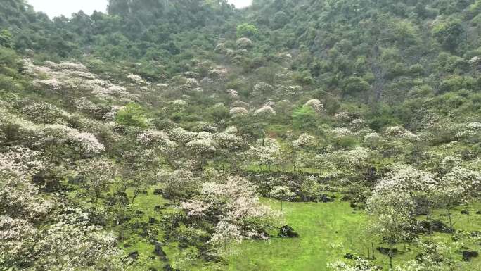 广西鹿寨山尖村天然牧场桐油花开春色满园