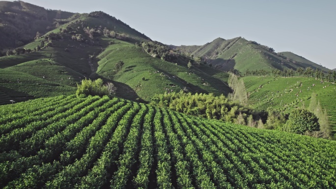 茶山茶园采茶安吉白茶