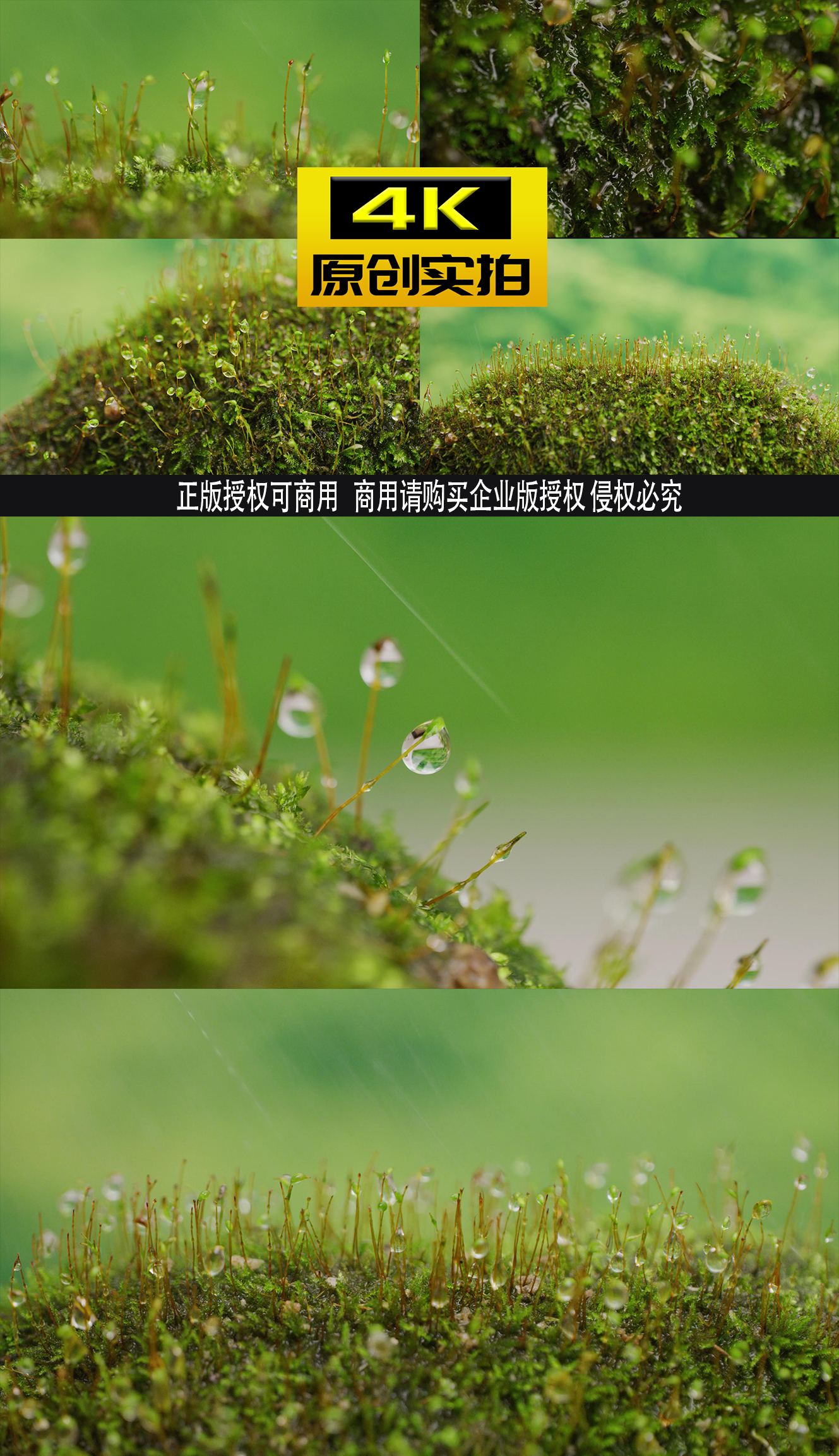 大自然生命青苔雨滴水滴雨露