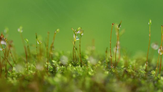 大自然生命青苔雨滴水滴雨露