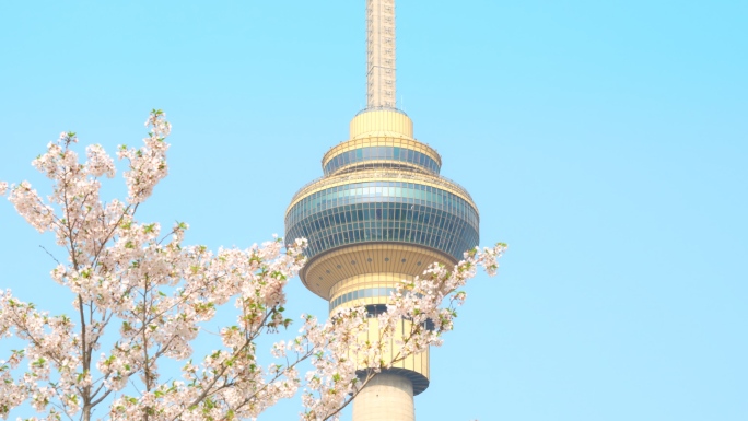 北京玉渊潭公园春天游人赏樱花季中央电视塔