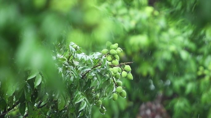 雨水落在青涩的荔枝树上