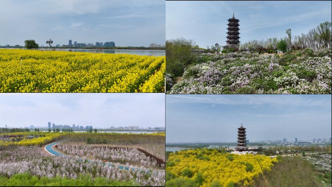 滹沱河花海