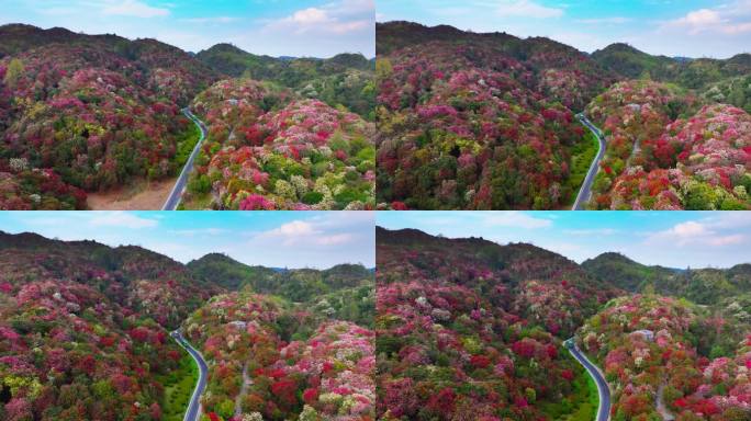 贵州毕节百里杜鹃景区航拍