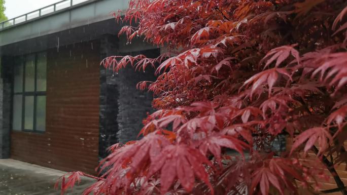 雨中的红色枫叶