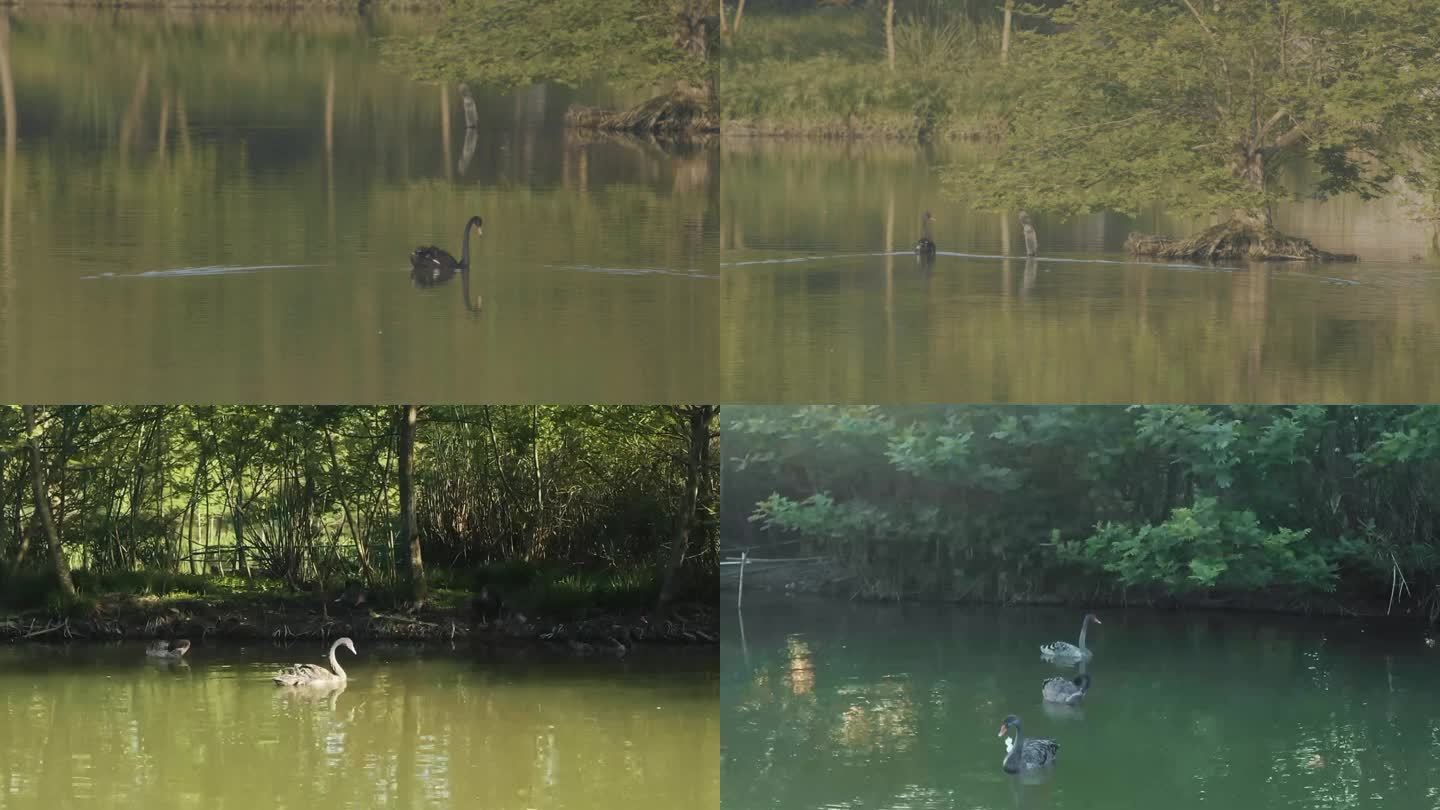 黑天鹅 湖泊 湖面 天鹅 树林