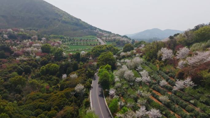 苏州吴中米堆山樱花航拍素材4k
