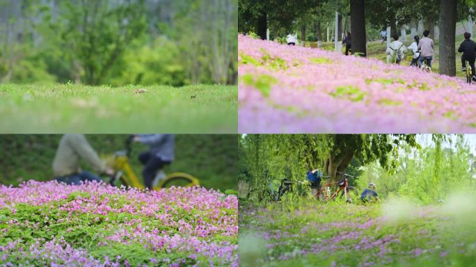 春天公园绿道骑自行车视频素材