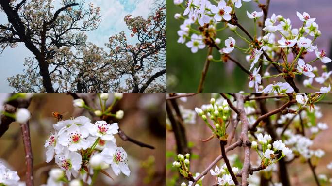 梨花 梨树 实拍