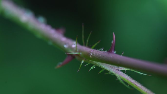 4K月季花枝条上的刺（微距拍摄）