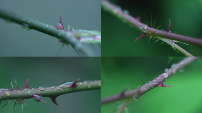 4K月季花枝条上的刺（微距拍摄）