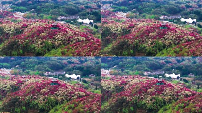 贵州毕节百里杜鹃景区航拍