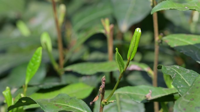 西湖龙井茶树上的茶叶嫩芽特写