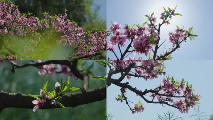 春天桃花盛开视频素材