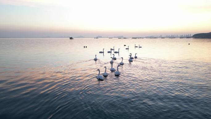 冬季 海滩天鹅 生态 夕阳