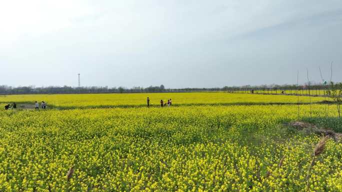 曹县黄河故道湿地公园油菜花节