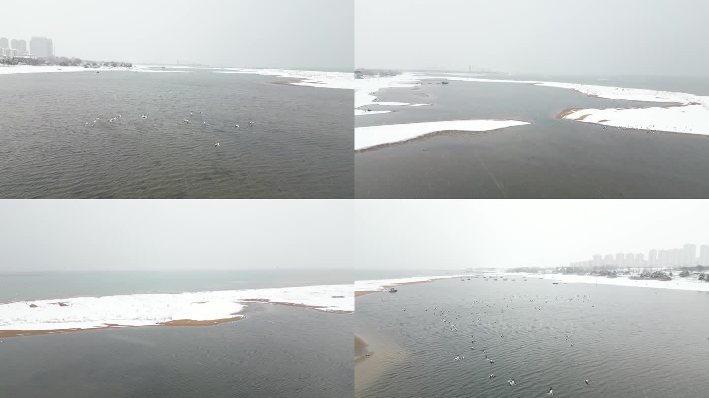 冬季 海滩 海鸟 生态 雪景