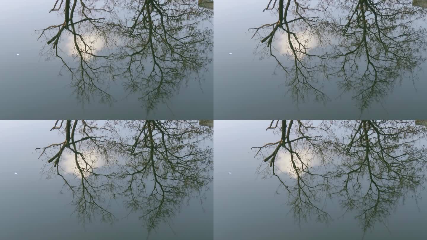 MVI_6896水中树影