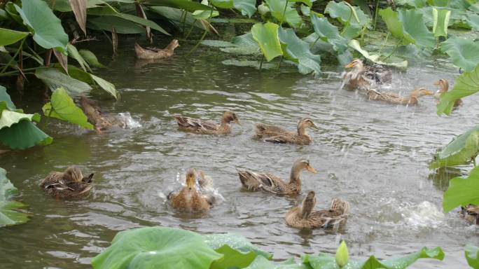 动物嬉戏一群鸭子鸭子捕食鸭子水中嬉戏洗澡