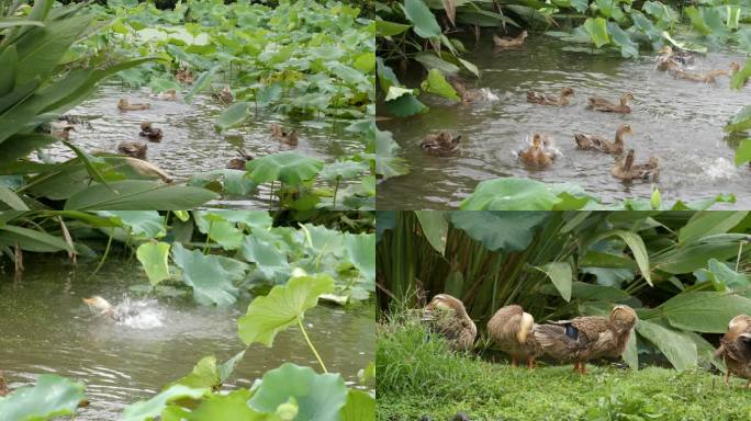 动物嬉戏一群鸭子鸭子捕食鸭子水中嬉戏洗澡