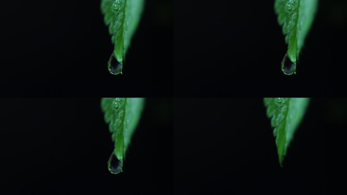 4K树叶上一滴水掉落特写（微距拍摄）5