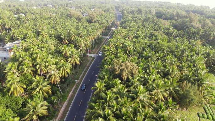 椰林公路