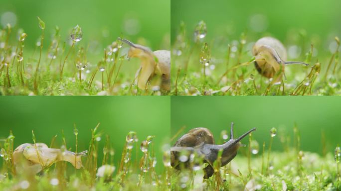 微观绿色自然青苔小蜗牛