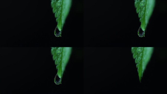 4K树叶上一滴水掉落特写（微距拍摄）4