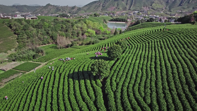 茶山茶园采茶安吉白茶