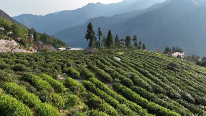 渠贡茶园 江源景区  白茶基地  茶园