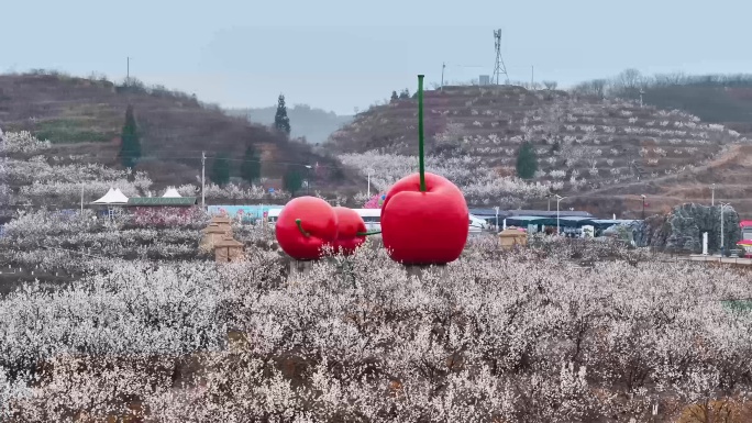 樱桃花开 贵州纳雍总溪河樱