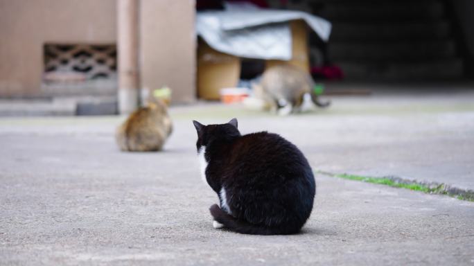 流浪猫吃东西