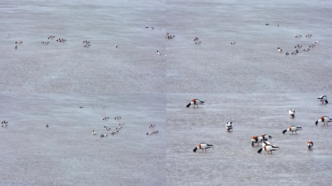 518翘鼻麻鸭在海滩觅食