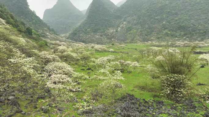 广西鹿寨山尖村天然牧场桐油花开春色满园