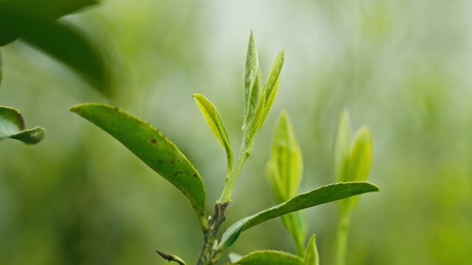 古茶树茶叶嫩芽嫩叶发芽空镜头