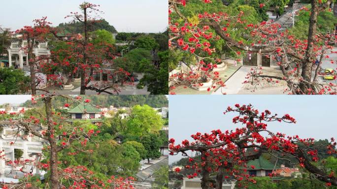 广州市花，木棉，木棉花，英雄花