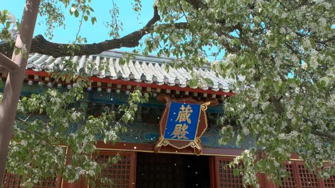 北京智化寺春天梨花飘落梨花雨