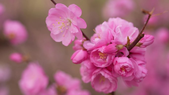 榆叶梅 红梅花盛开