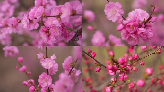 榆叶梅 红梅花盛开