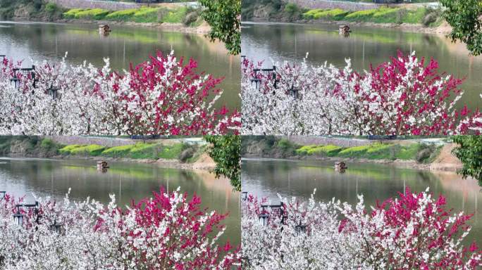 雄村桃花坝游船