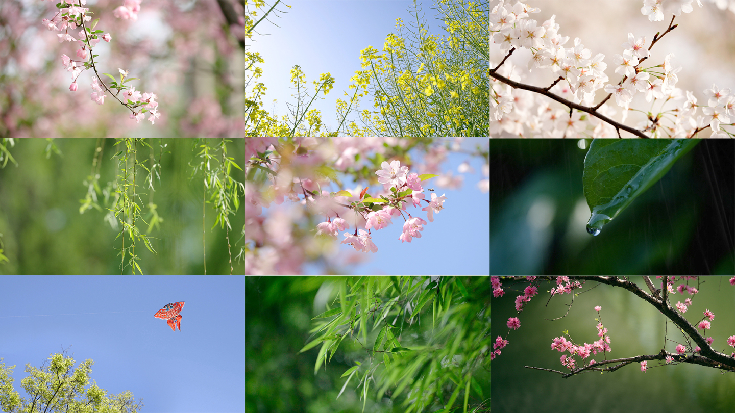 【超长合集】春天花朵春暖花开万物复苏春分