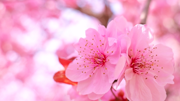 粉色樱花特写 粉色桃花