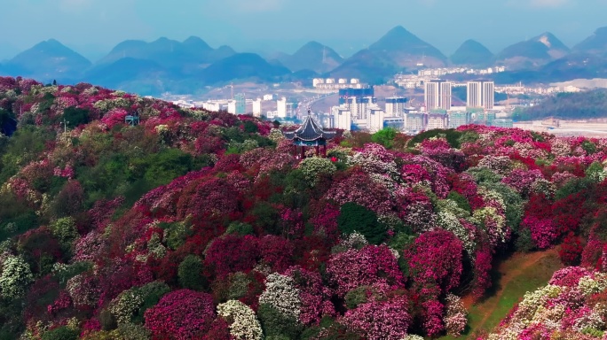 贵州毕节百里杜鹃景区航拍