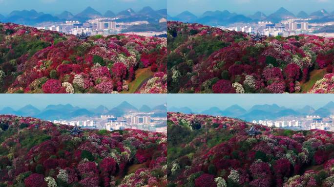 贵州毕节百里杜鹃景区航拍