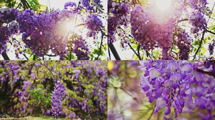 紫色花朵紫藤花