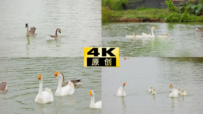 大白鹅池塘家养黑鹅