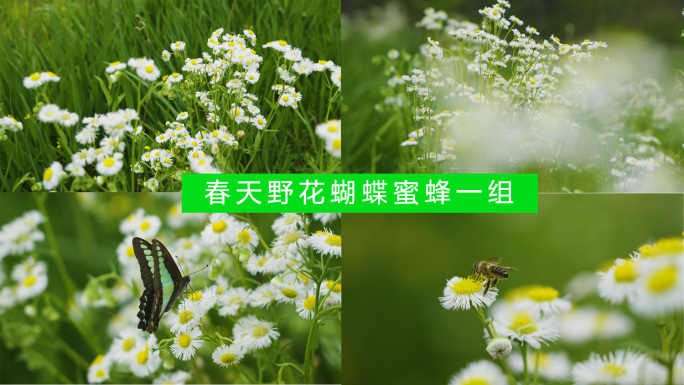 春天春风野花蝴蝶蜜蜂视频素材