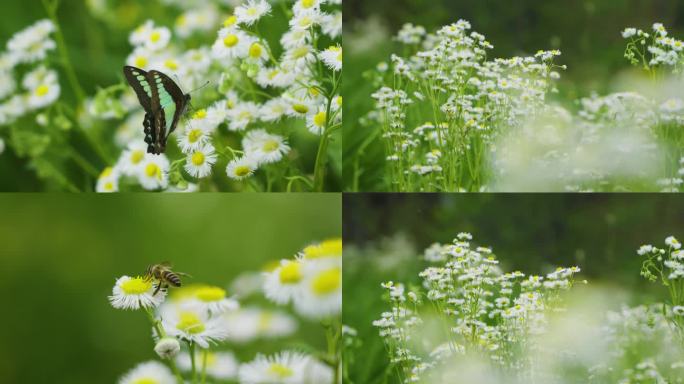 春天春风野花蝴蝶蜜蜂视频素材