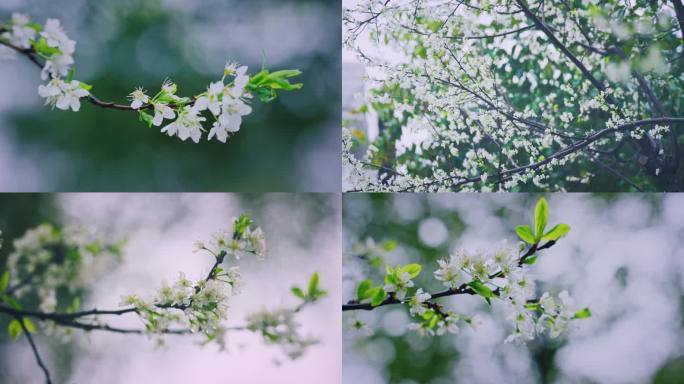 4K雨中唯美樱花