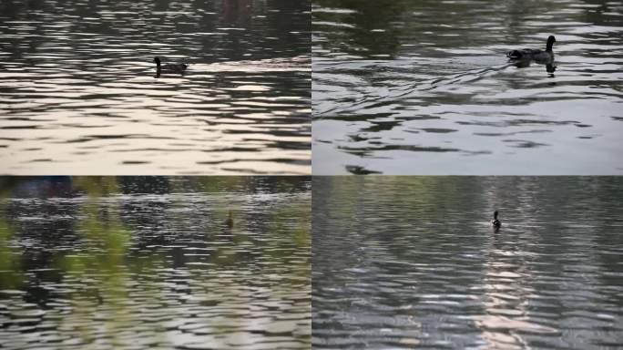 湖面上的鸭子